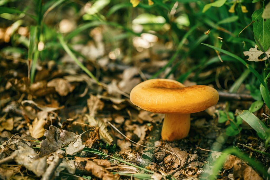 Mushroom